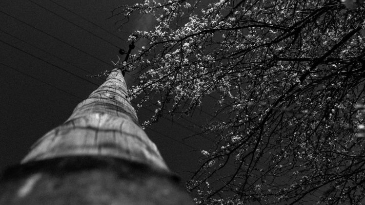 trees, Blossoms, Wires, Power lines, Poland, Utility pole, Worms eye view HD Wallpaper Desktop Background