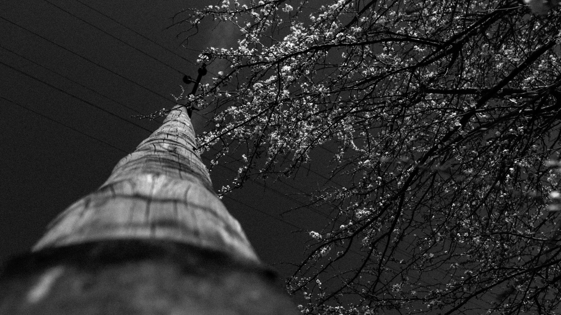 trees, Blossoms, Wires, Power lines, Poland, Utility pole, Worms eye view Wallpaper