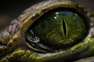 crocodiles, Eyes