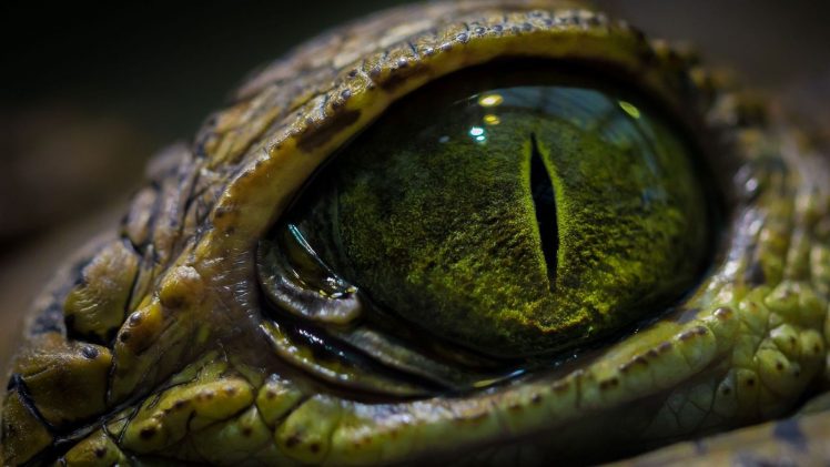 crocodiles, Eyes HD Wallpaper Desktop Background