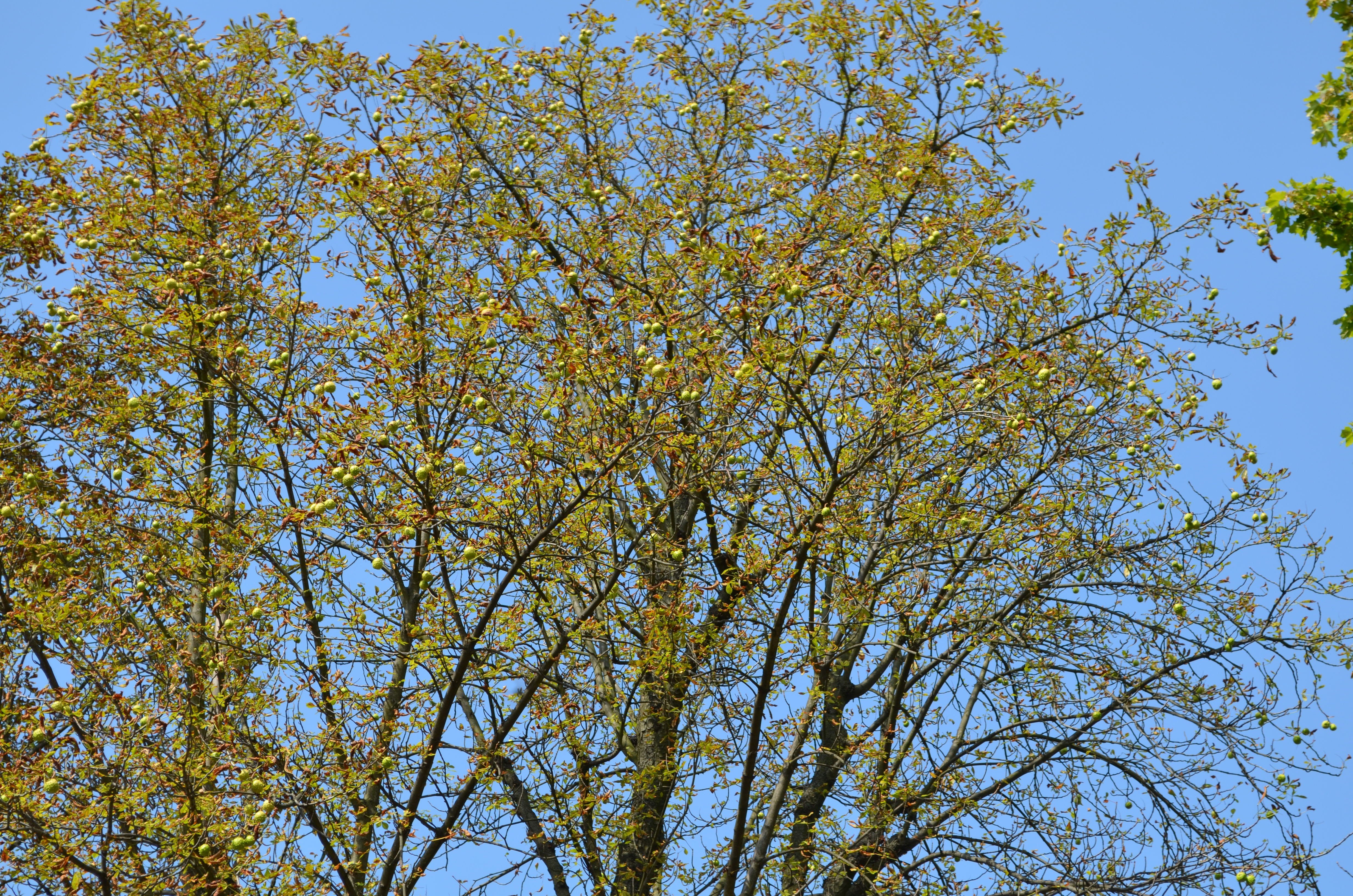 trees, Yellow Wallpaper