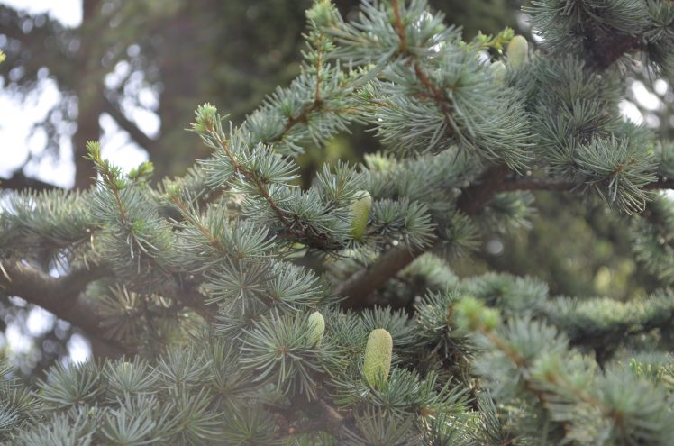 green, Trees, Pine cones, Pine trees HD Wallpaper Desktop Background