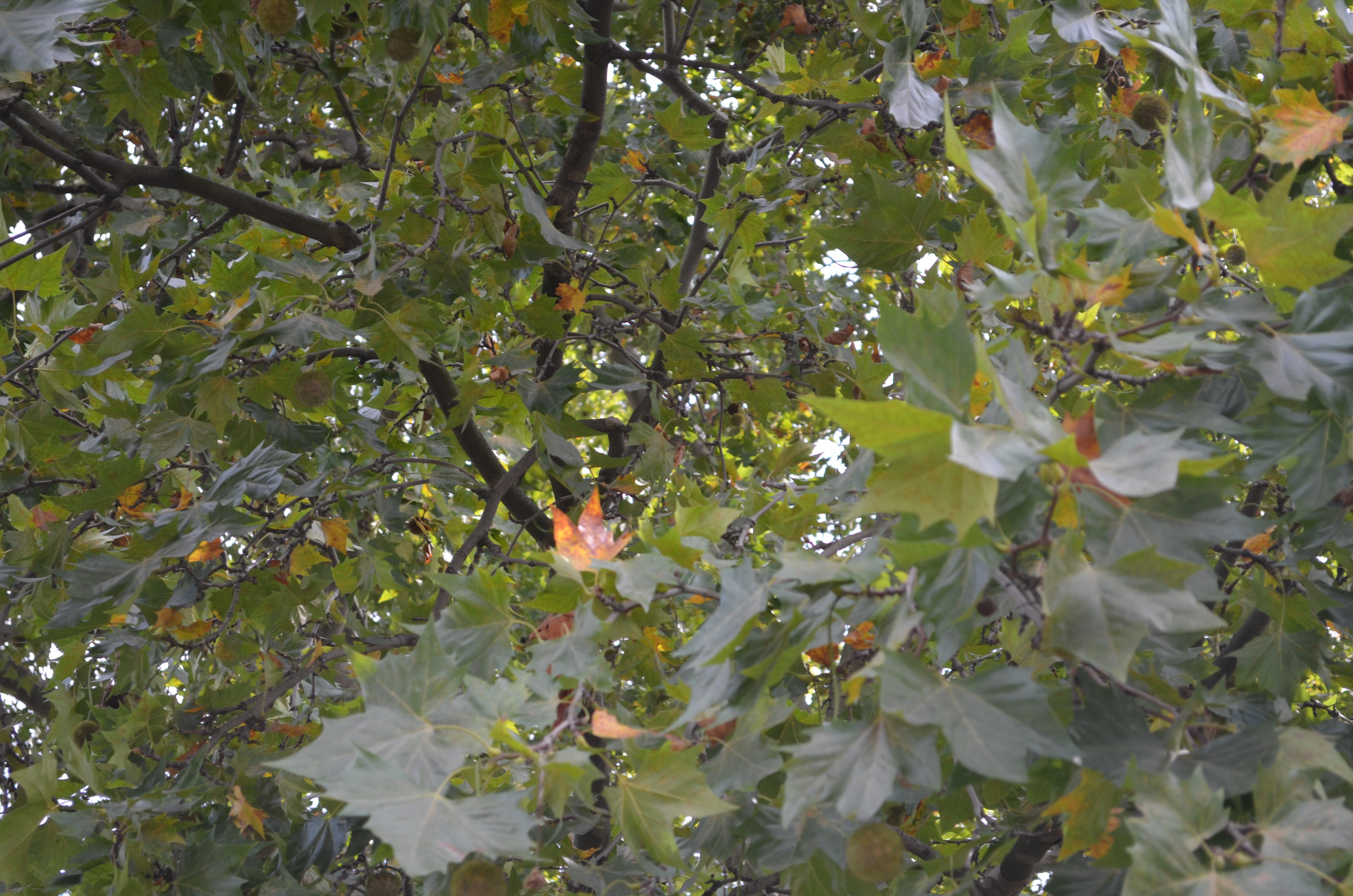 green, Trees, Leaves Wallpaper