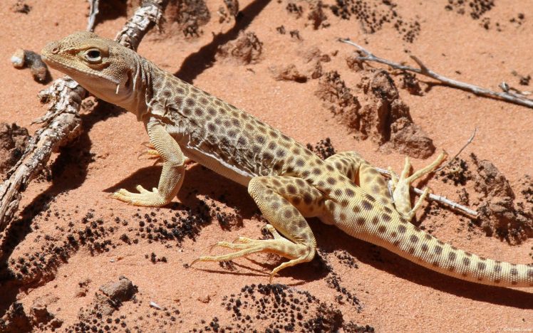 desert, Lizards, Reptile HD Wallpaper Desktop Background