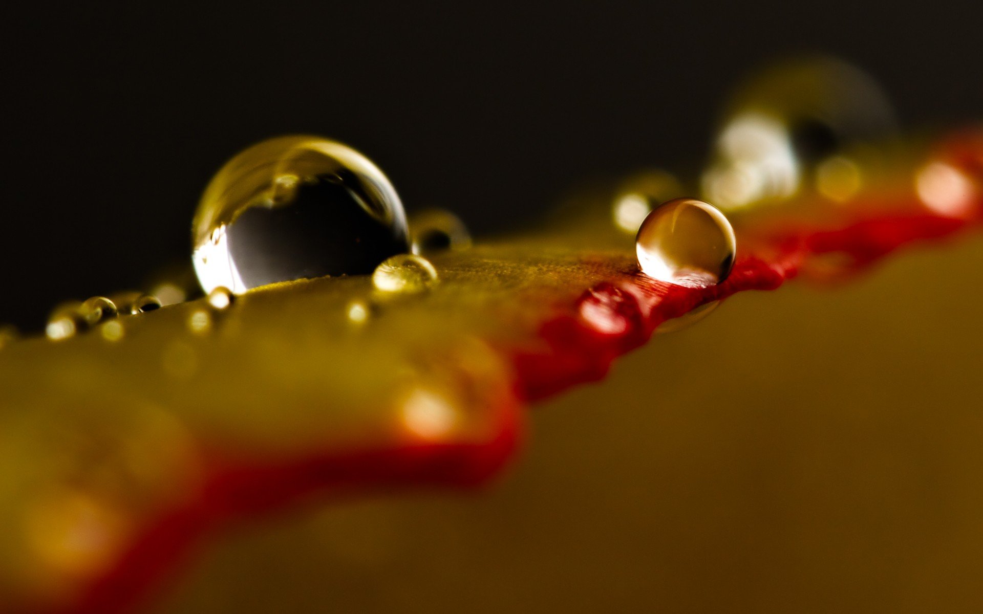 water, Water drops, Minimalism, Macro, Depth of field, Leaves Wallpaper