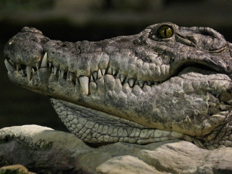 alligators, Reptile HD Wallpaper Desktop Background