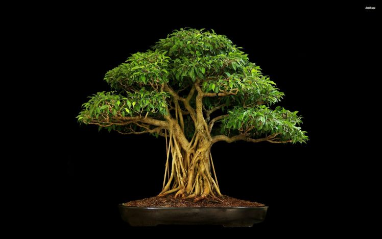 bonsai Wallpapers HD / Desktop and Mobile Backgrounds