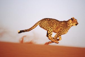 cheetahs, Sand