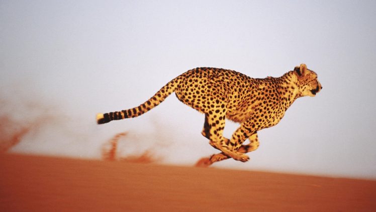 cheetahs, Sand HD Wallpaper Desktop Background