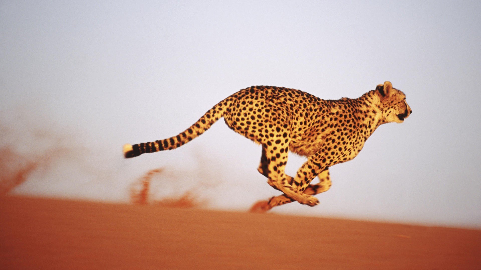 cheetahs, Sand Wallpaper