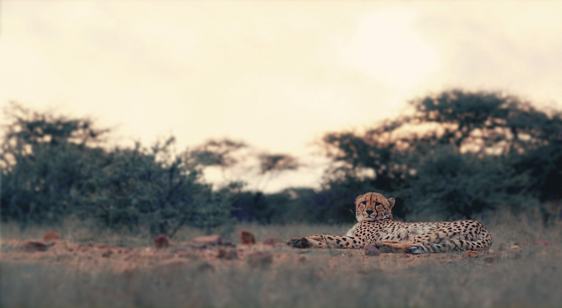 leopard Wallpaper