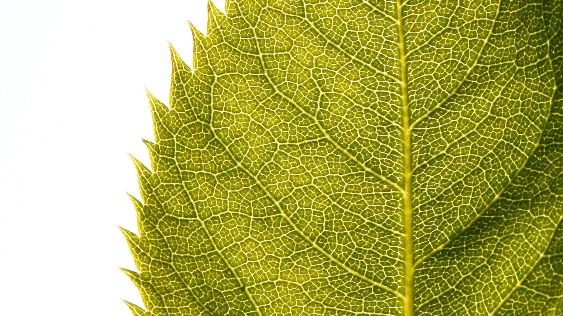 macro, Leaves Wallpaper