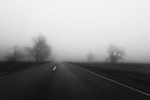 road, Mist, Trees