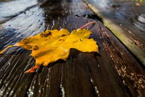 leaves, Rain, Closeup, Wet, Wooden surface