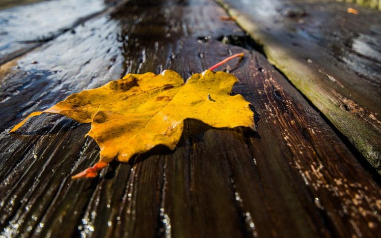 leaves, Rain, Closeup, Wet, Wooden surface HD Wallpaper Desktop Background