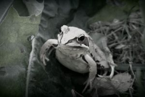 frog, Filter, Amphibian, Vignette