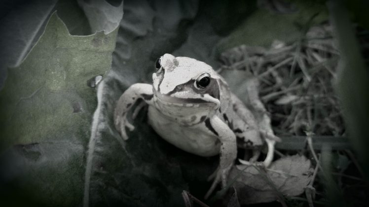 frog, Filter, Amphibian, Vignette HD Wallpaper Desktop Background