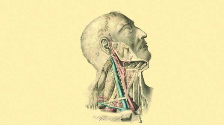 anatomy, Necks, Veins, Arteries, Muscles, Medicine HD Wallpaper Desktop Background