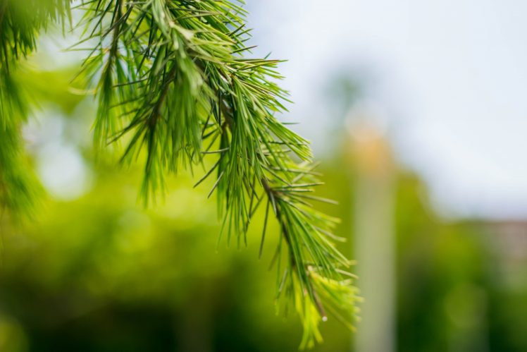 pine cones, Trees, Green HD Wallpaper Desktop Background