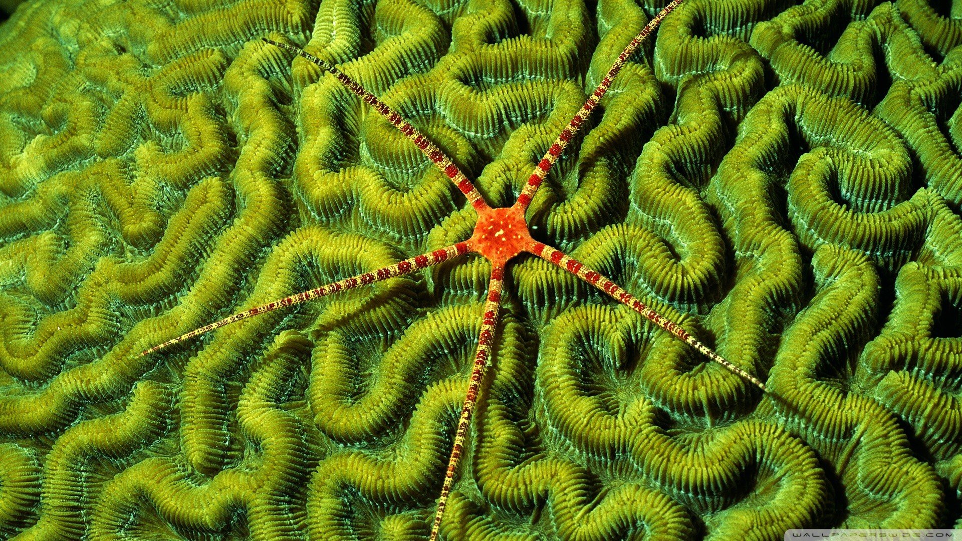 coral Wallpaper