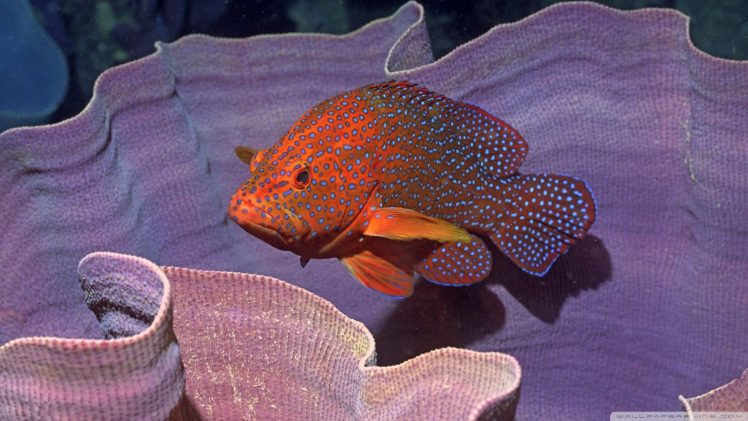 fish, Coral HD Wallpaper Desktop Background