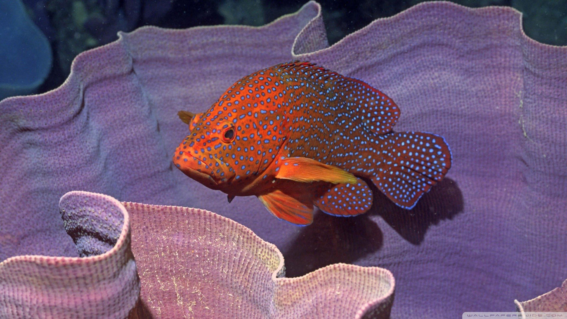 fish, Coral Wallpaper