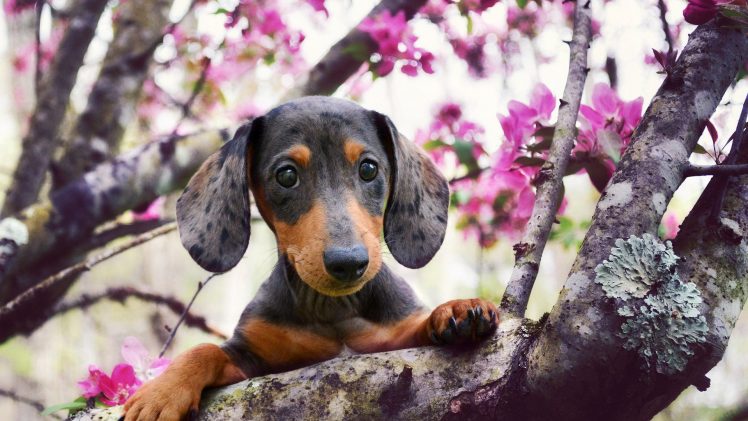 animals, Dog, Branch, Flowers, Depth of field HD Wallpaper Desktop Background