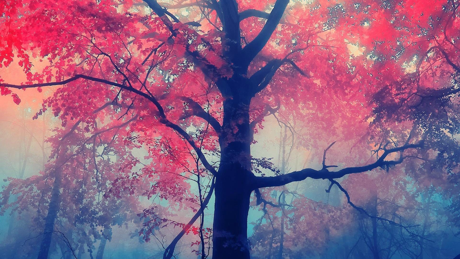 trees Wallpaper