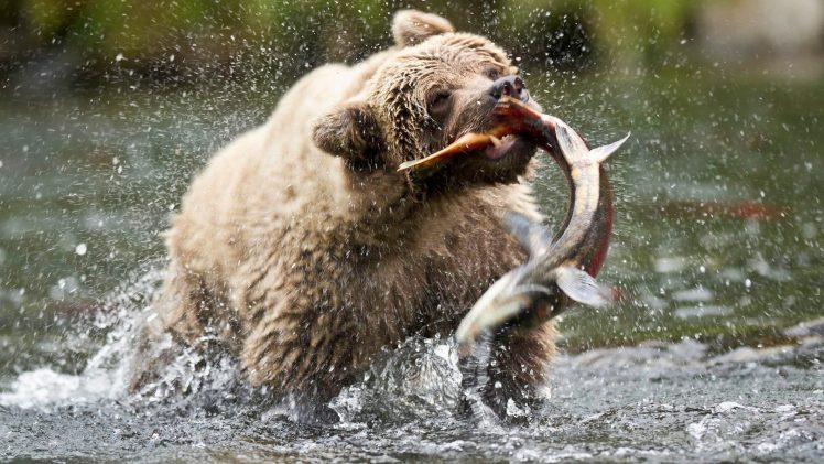 bears, Fish HD Wallpaper Desktop Background