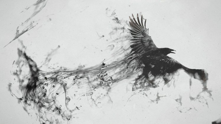 crow, Ink HD Wallpaper Desktop Background
