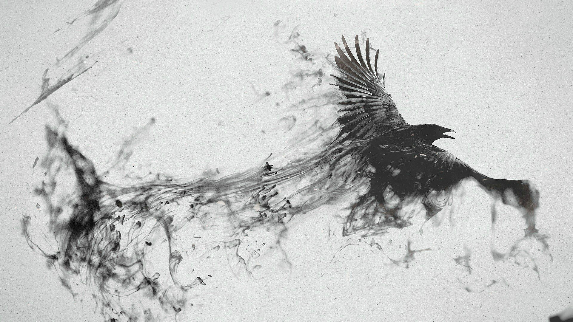 crow, Ink Wallpaper