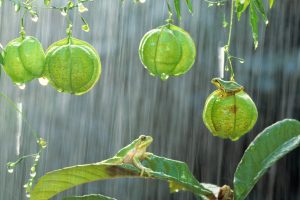 photography, Green, Frog, Rain, Amphibian
