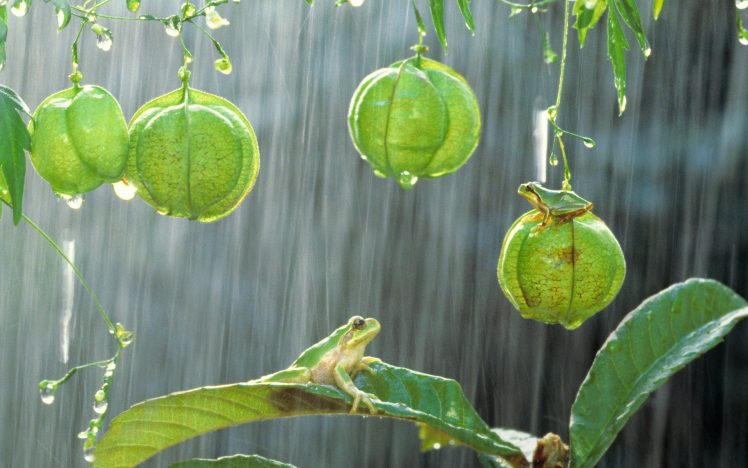 photography, Green, Frog, Rain, Amphibian HD Wallpaper Desktop Background