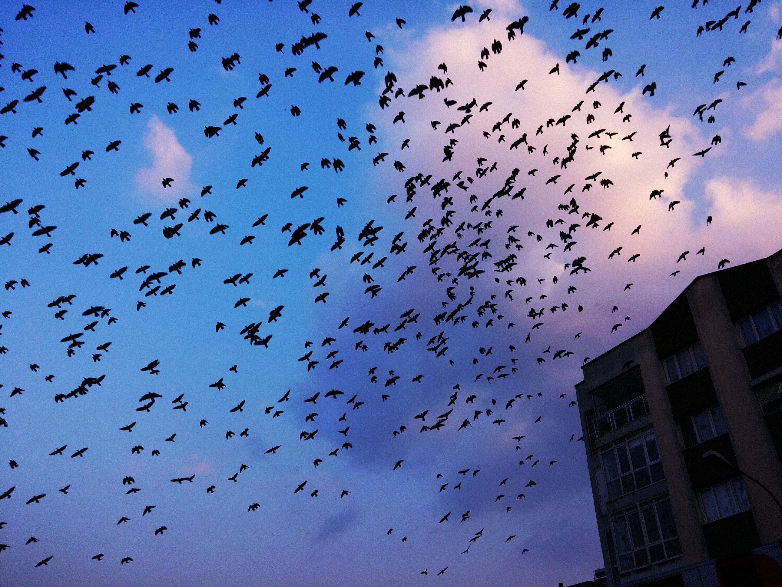 swallow (bird), Migration Wallpaper