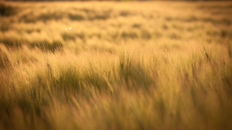 filter, Photography, Field, Sun rays, Barley, Yellow, Orange HD Wallpaper Desktop Background