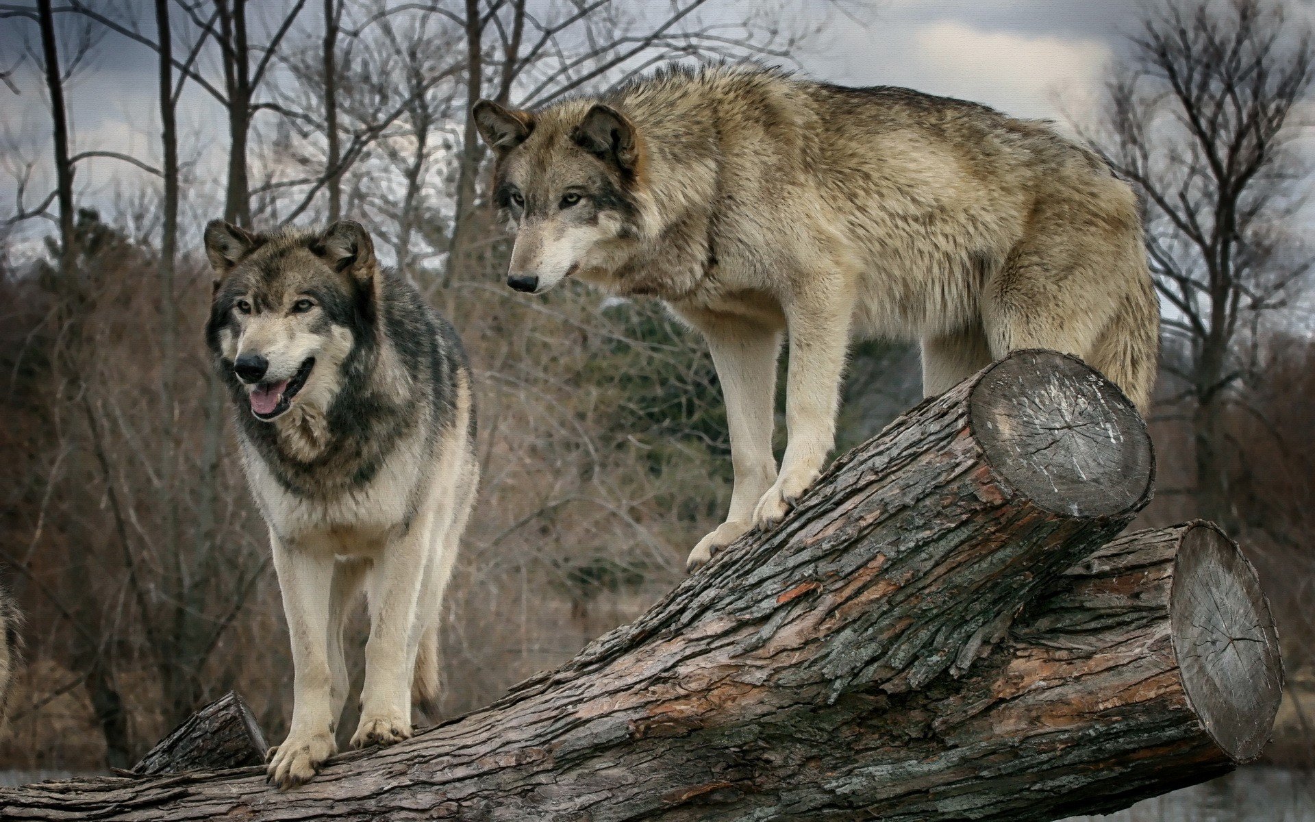 wolf Wallpaper