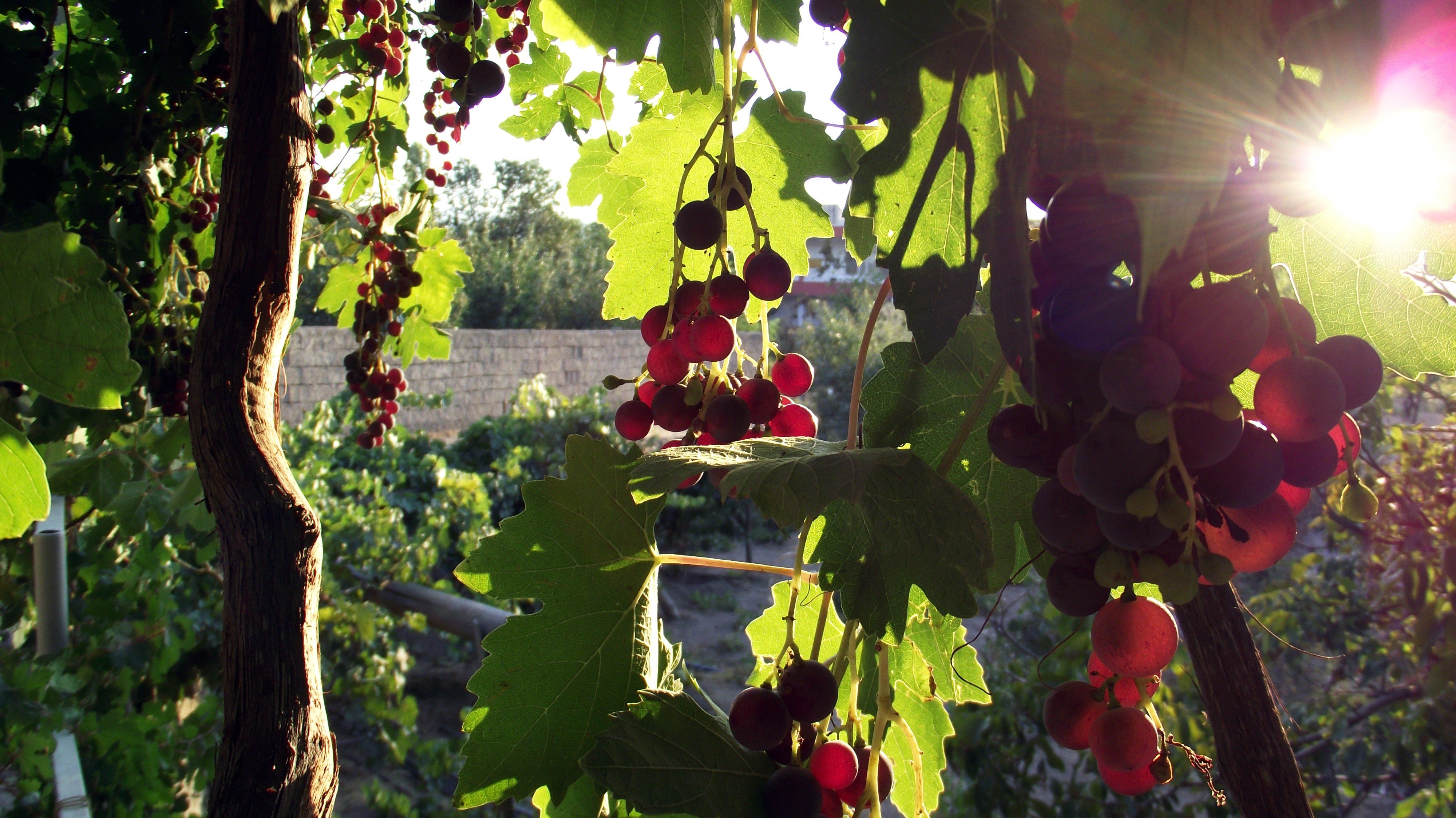 grapes, Leaves, Sunlight, Spring Wallpaper