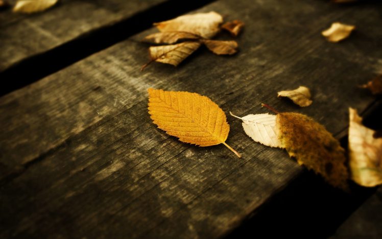 leaves, Wood HD Wallpaper Desktop Background