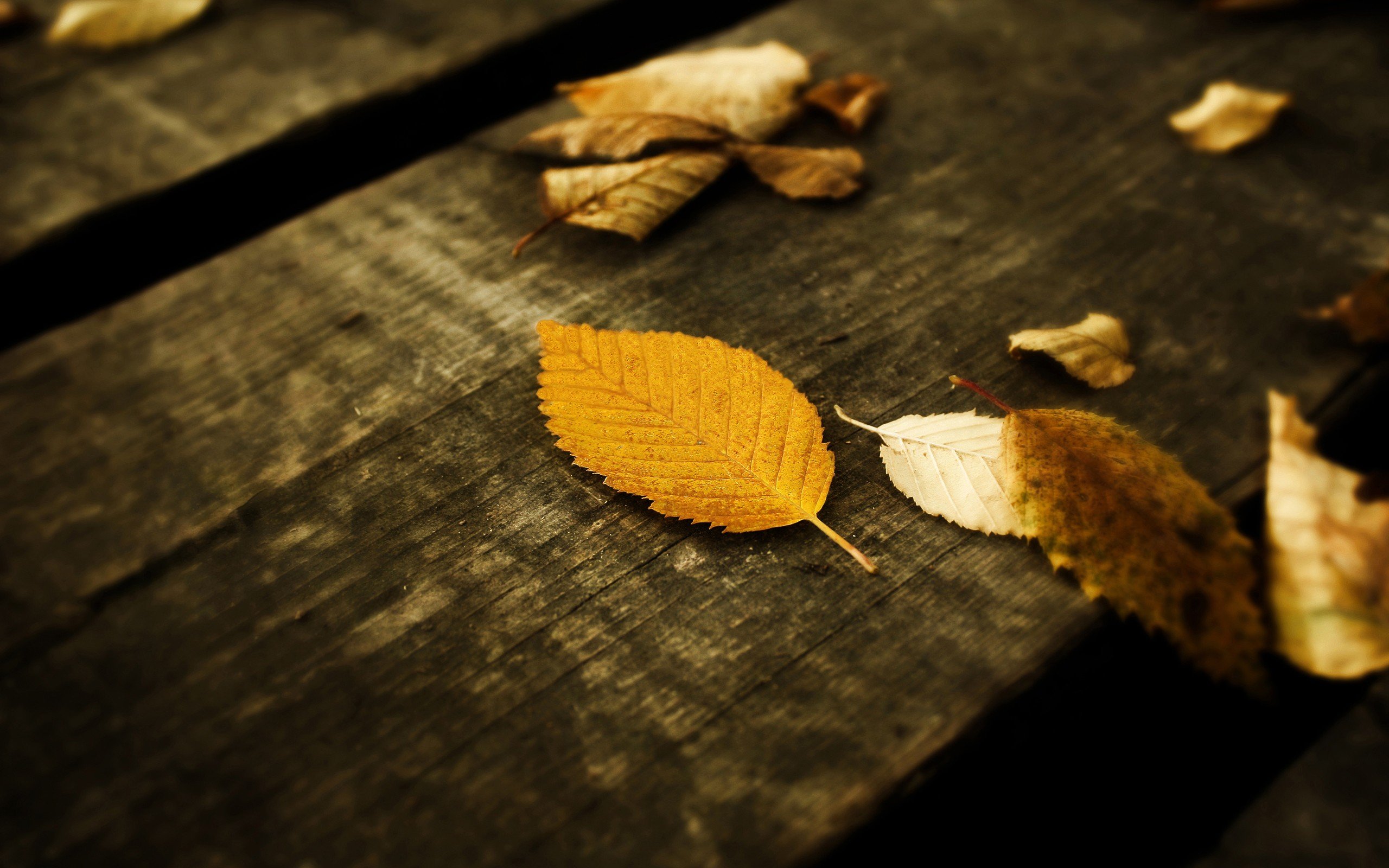 leaves, Wood Wallpaper