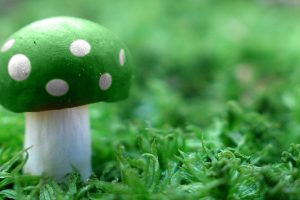 mushroom, Magic mushrooms