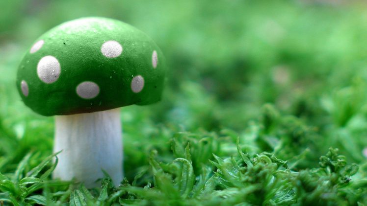 mushroom, Magic mushrooms HD Wallpaper Desktop Background