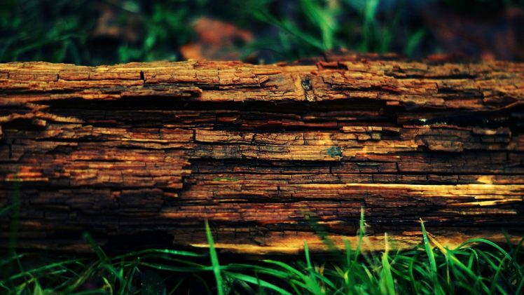 wood, Trees, Tree stump HD Wallpaper Desktop Background