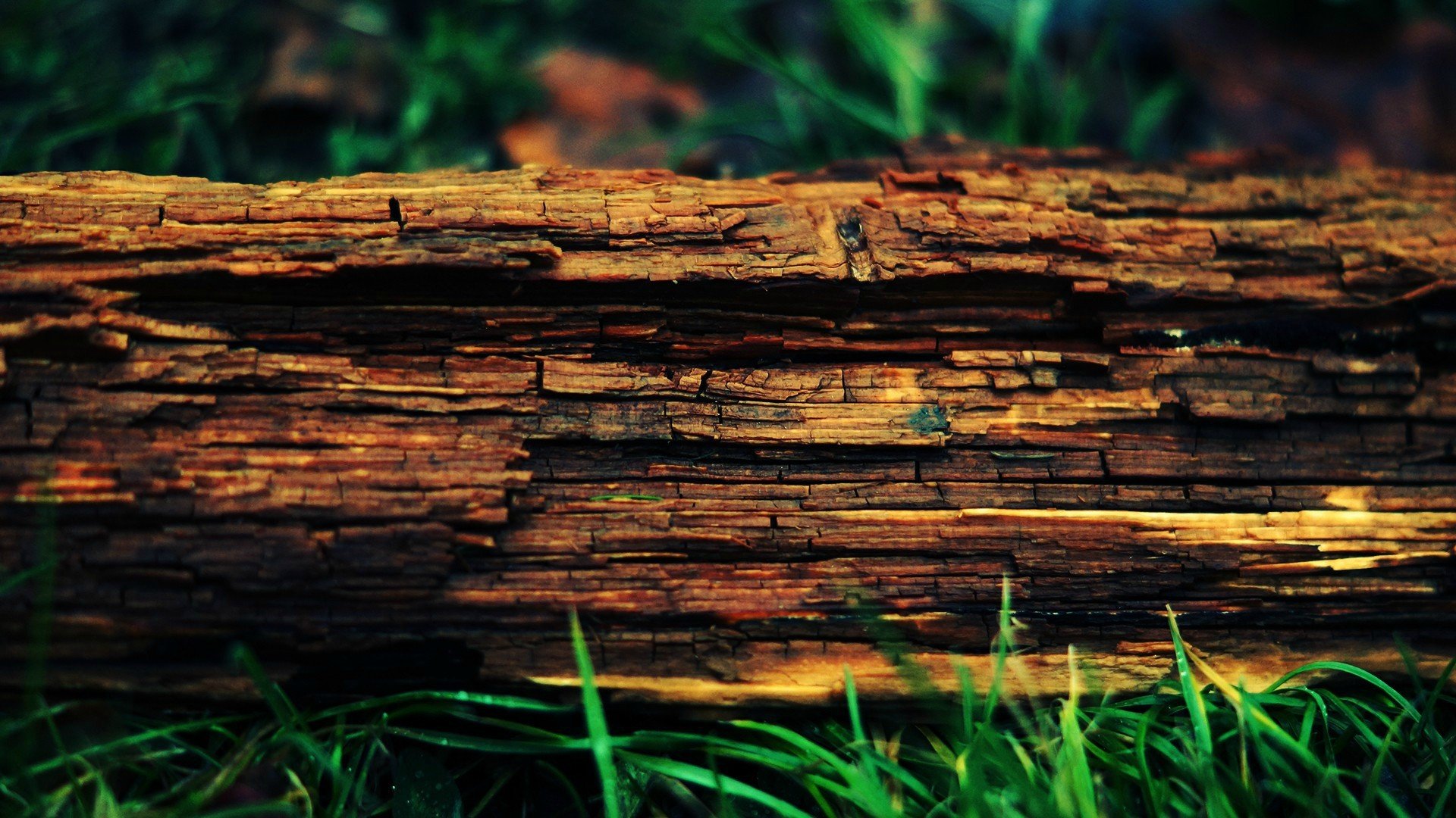 wood, Trees, Tree stump Wallpapers HD / Desktop and Mobile Backgrounds