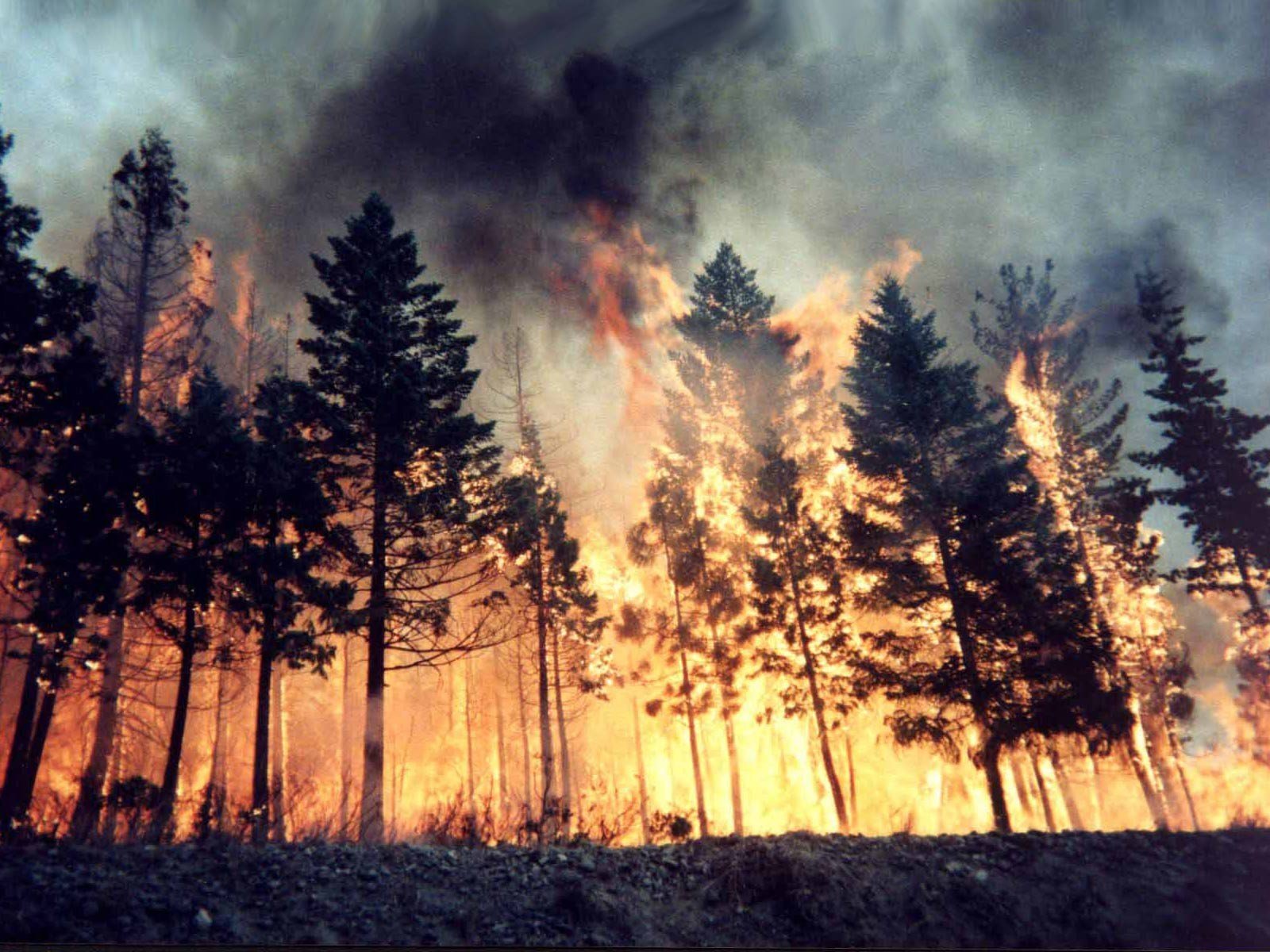 fire Wallpaper