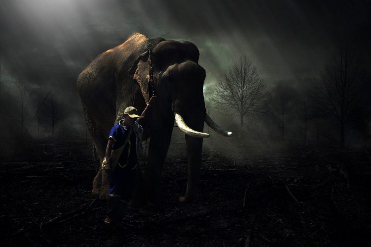 elephants, Men, Trees, Lights HD Wallpaper Desktop Background