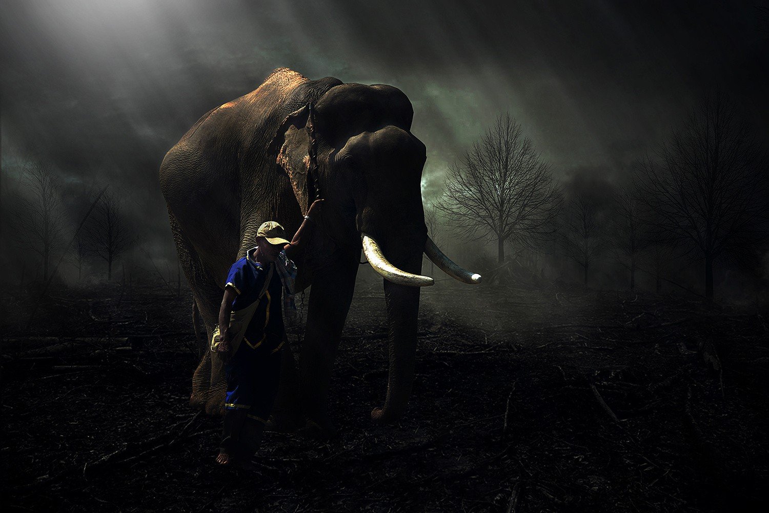 elephants, Men, Trees, Lights Wallpaper