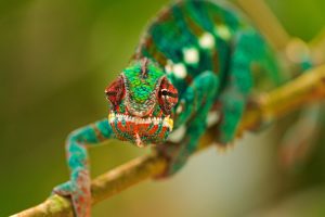 chameleons, Green, Blurred