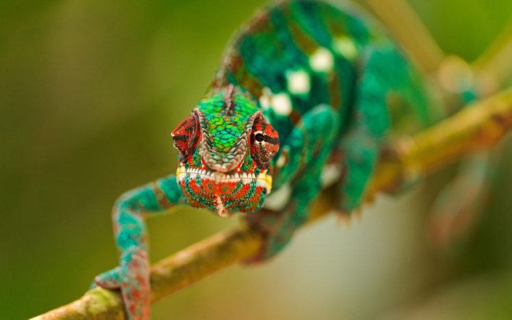 chameleons, Green, Blurred HD Wallpaper Desktop Background