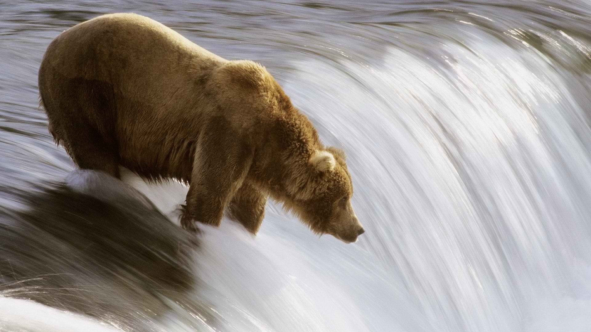 bears Wallpaper