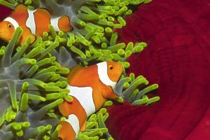 clownfish, Fish, Sea anemones